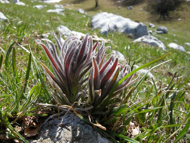Cynoglossum magellense / Lingua di cane della Majella